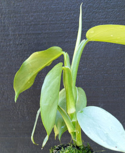 Products: 25 x Philodendron Silver Arrow. Special large grade stock