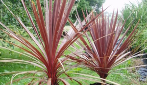 Products: 20 x Cordyline australis purpurea. Native NZ Cabbage tree - online plant website