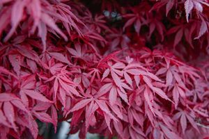 Products: 20 x Acer palmatum. atropurpurea. Purple Japanese Maple Mixed - online plant website