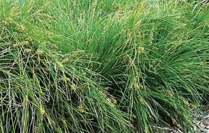 20 x Lomandra Evergreen Baby™