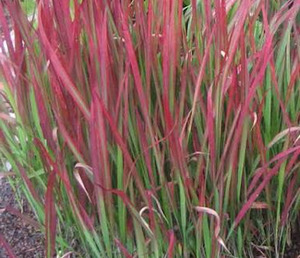 Products: 20 x Imperata Cylindrica 'Red Baron'. Japanese blood grass - online plant website
