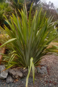 Products: 10 x Phormium tenax: Strong growing revegtation flax. Tuis love the flowers - online plant website