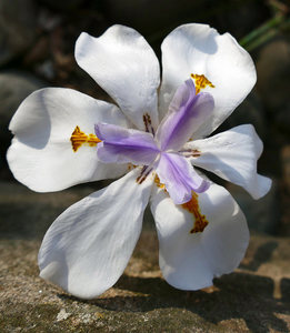 Products: 20 x Dietes grandiflora. Attractive white flat iris-like flowers