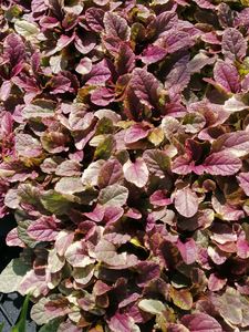 Products: 16 x Ajuga reptans Multicolour. - online plant website