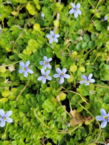 Products: 20 x Pratia puberula blue. Native fine leafed ground cover. Light blue flowers - online plant website