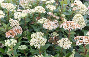 Products: 20 x Viburnum 'Eve Price'. A small leafed compact viburnum. White flowers. - online plant website