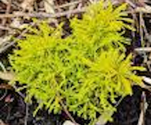 Products: 20 x Santolina 'Lime Fizz' - online plant website
