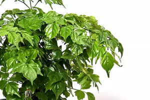 Products: 20 x Radermachera sinica. China Doll plant - online plant website