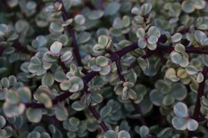 20 x Portulacaria Afra Variegata - Rainbow Bush. - online plant website