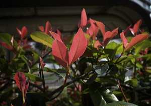 Products: 20 x Photinia Red Robin : Red / green leafed hedging plant. - online plant website