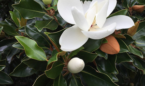 Products: 16 x Magnolia Grandiflora - The Southern Magnolia - online plant website