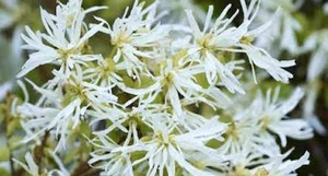 Products: 20 x Loropetalum Ice Berry - online plant website