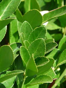 Products: 20 x Laurus nobilis. Bay Tree. Aromaric Hedge - online plant website