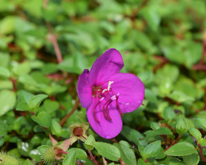 Products: 20 x Heterocentron elegans - Spanish Shawl - online plant website