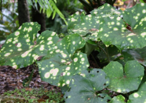 Products: 20 x Farfugium japonicum - Ligularia Leopard Green - online plant website