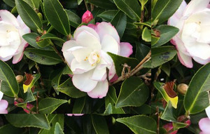 Products: 20 x Camellia sasanqua Paradise Blush. Screening, hedge - online plant website