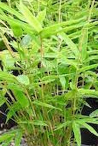 20 x Bambusa Wang Tsai - online plant website