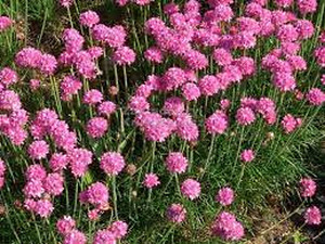Products: 20 x Armeria Pacific Giant. Pink flowering perrenial groundcover - online plant website