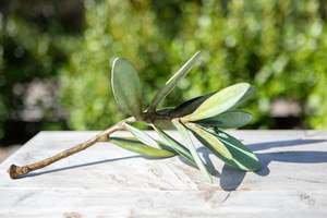 Jim Wheeler - Kauri - Falling Stem