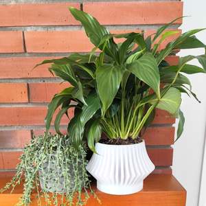 Accordion Planter
