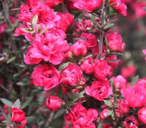 Leptospermum – Manuka Wiri Joan