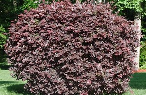 Loropetalum Chinese var rubrum – Chinese fringe flower