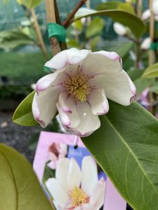 Magnolia Fairy Blush