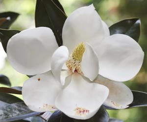 Shrubs: Magnolia grandiflora – Little Gem