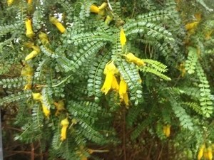 Sophora Molloyi ‘Dragon’s Gold – Kowhai