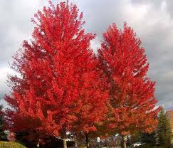 Acer Freemanii Jeffers Red / Autumn Blaze