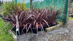 Shrubs: Cordyline “Red Fountain”