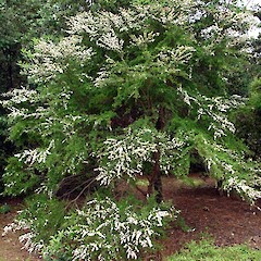 Kunzea Ericoides – Kānuka