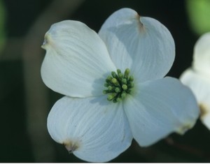 Cornus Cherokee Rainbow – Flowering Dogwood