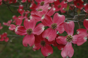 Cornus Florida Cherokee Chief – Flowering Dogwood