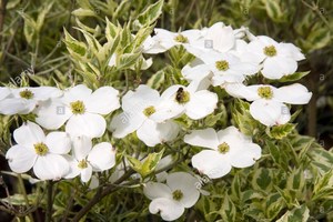 Cornus Florida Cherokee Daybreak – Flowering Dogwood