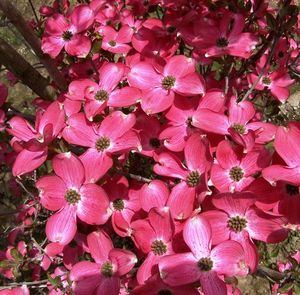 Cornus Florida Cherokee Sunset – Flowering Dogwood