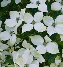 Cornus Kousa – National – Japanese Dogwood