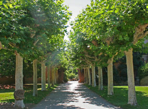 Platanus Acerifolia Pyramidalis- Upright London Plane Tree