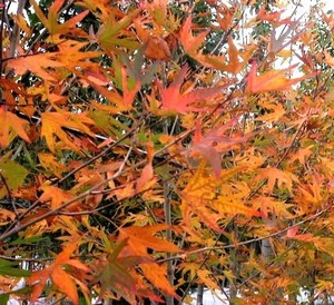 Platanus Orientalis – Autumn Glory – Oriental Plane