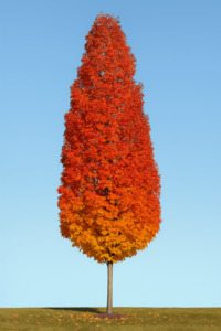Acer Rubrum – Bowhill – Red Maple