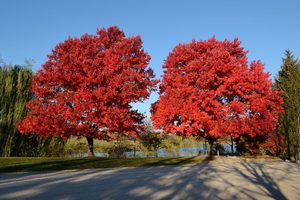 Acer Rubrum October Glory