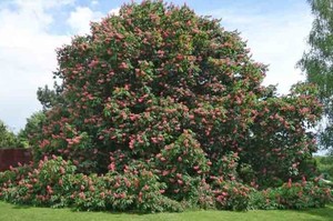 Trees: Aesculus Carnea – Red Horse Chestnut