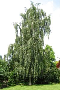 Trees: Betula Pendula Tristis – Weeping Silver Birch