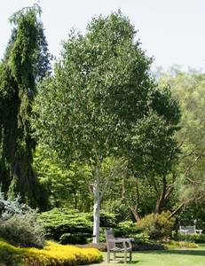 Trees: Betula Utilis Jacquemontii – White Bark Himalayan birch