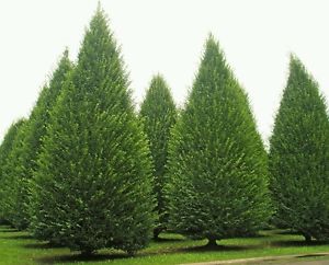 Trees: Carpinus Betulus Fastigata – Upright European Hornbeam