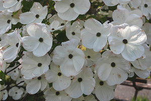 Trees: Cornus Eddie’s White Wonder