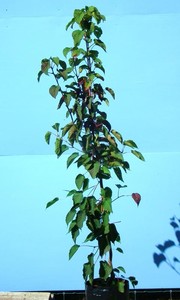 Trees: Davidia Involucrata