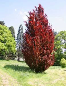Trees: Fagus Sylvatica Purple Dawyck – Purple Beech