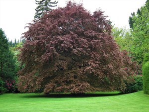 Fagus Sylvatica Purpurea – Copper Beech
