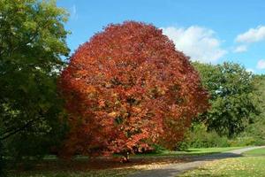 Fraxinus Americana – White Ash